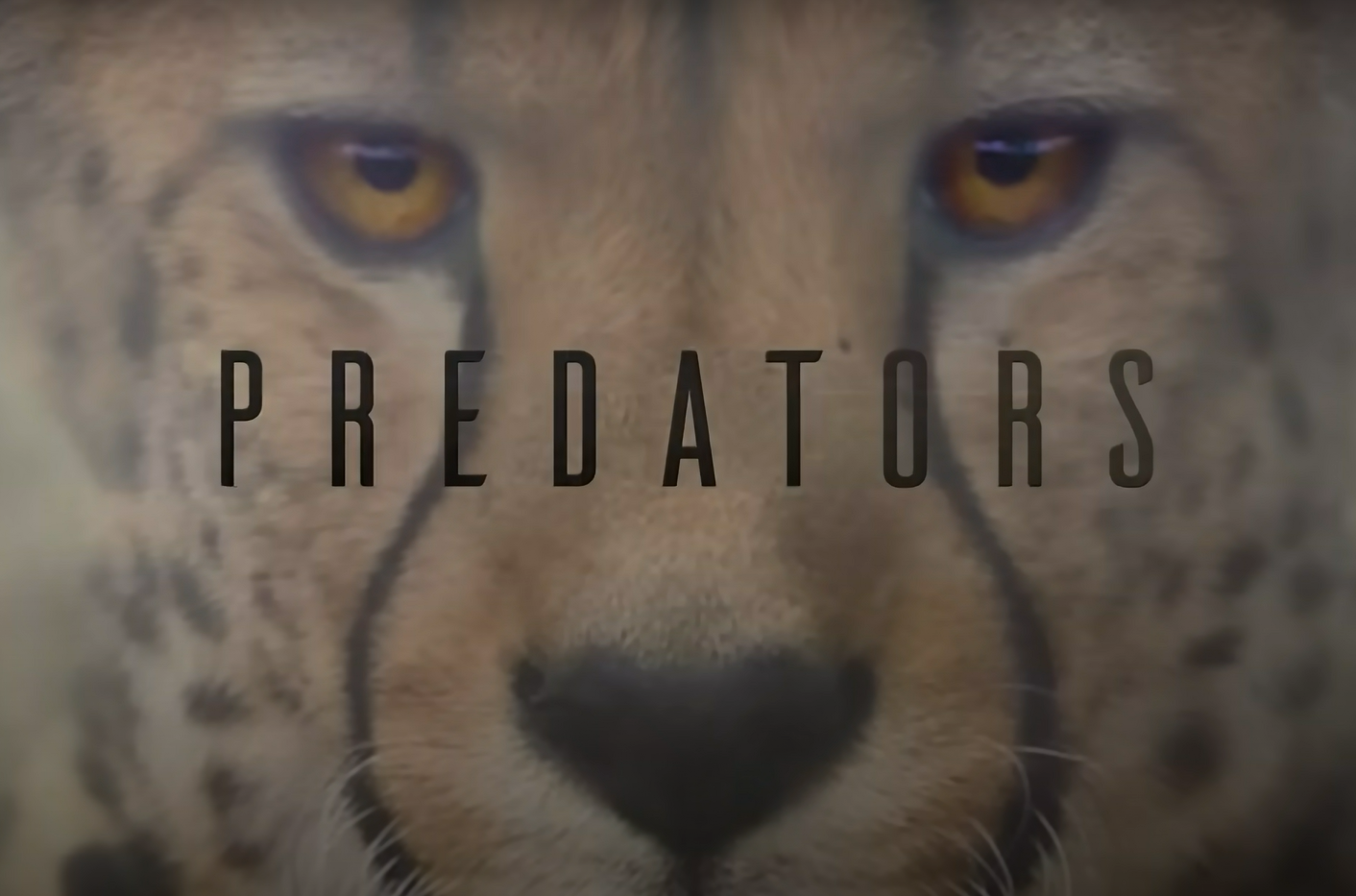You are currently viewing Predators
